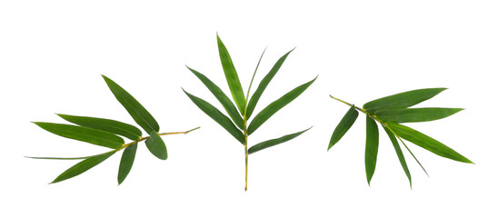 Fototapeta premium Bamboo leaf green isolated on white background
