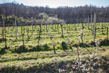 Fototapeta na wymiar Spring vineyard landscape in the italian countryside. Spring preparations. Spring chores