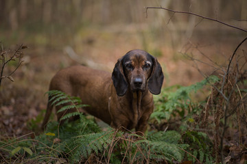 Dog forest