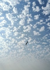 seagull in the sky