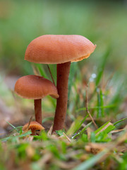 Laccaria laccata, commonly known as the deceiver, or waxy laccaria