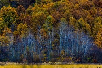 Colorful background of fallen autumn leaves