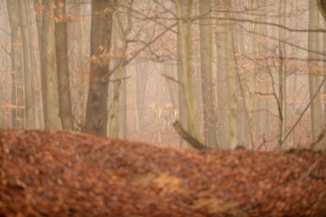 Deer hind running and jumping in the winter inside forest
