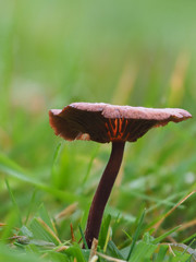 Brown Fungi on Woodland Floor