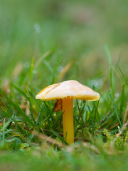 Yellow Gliophorus psittacinus, Parrot Waxcap