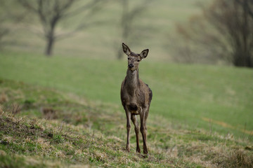 Naklejka na ściany i meble Portrait of deer hind head in spring on green pasture