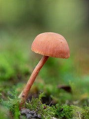 Fototapeta premium Laccaria laccata, commonly known as the deceiver, or waxy laccaria