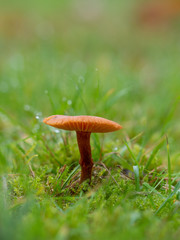 Laccaria laccata, commonly known as the deceiver, or waxy laccaria