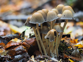 Clump of ink cap Mushrooms in leaf litter