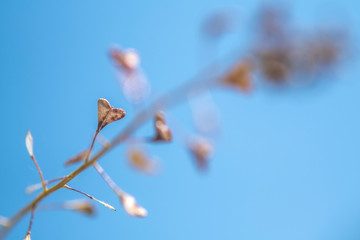 Indoor project garden heart shaped and blue