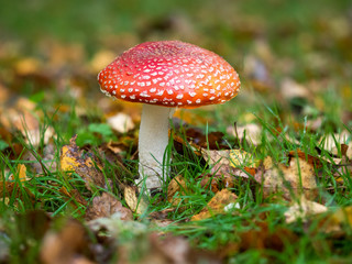 Fly Agaric Fungi  on Forest floor