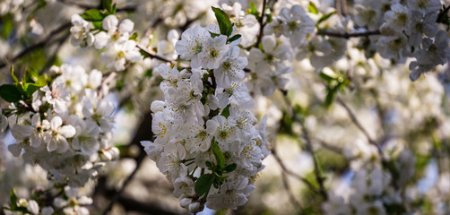 Cherry blossom blooming season. Close-up of white flowers in spring garden. Selective focus. Fresh wallpaper, nature background concept. Place for your text