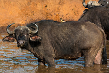 Obraz premium An African Buffalo standing in a watering hole in Masai Mara on a sunny September afternoon