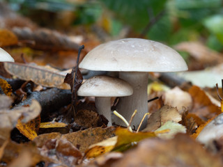 Brown Fungi on Woodland Floor