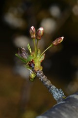 cherry buds on a branch on blurred background 