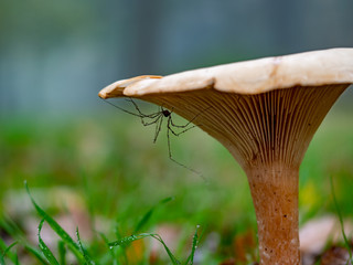 Harvestman hiding from of the rain under a milkcap mushroom