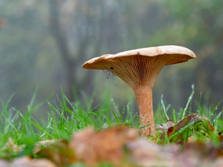 Milkcap mushroom in wet grass
