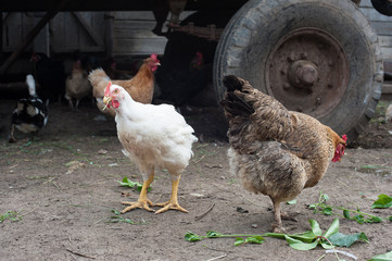 free range chickens