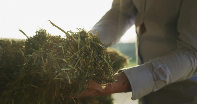 Close up shot of an young successful man farmer is controlling with his hands at the moment harvested biologic mulched alfalfa plant. Concept:  silage, green manure, environment, livestock fodder