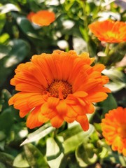 orange flower in garden