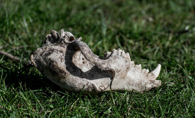 Animal skull (dog) on green grass