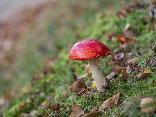 Fly Agaric Fungi  on Forest floor
