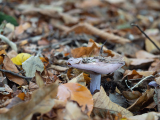 Purple wood blewits growing in leaf litter.