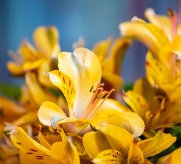 Obraz premium Yellow alstroemeria flowers on a blue background