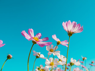 Obraz na płótnie Canvas beutiful flowers with the blue sky