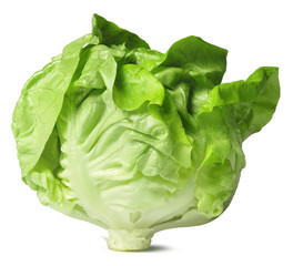 Head of lettuce, isolated on a white background
