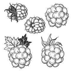 Sketch style vector eco food illustration. Hand drawn raspberry and blackberry set isolated on white background.
