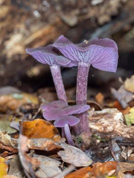 Amethyst Deceiver in the leaf litter on the forest floor