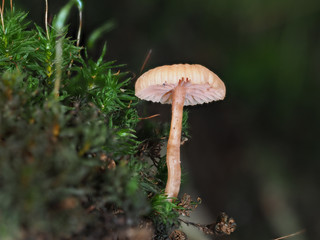 Orange Mushroom Fungi in Woodland