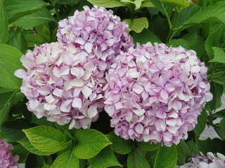 Beautiful purple flower of intense color and great beauty