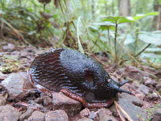 Beautiful black slug shucked by dragging to reach the destination