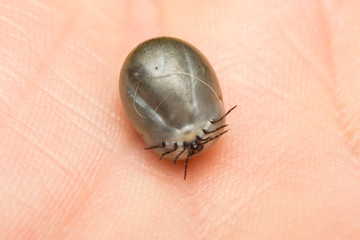 close-up photo of a tick on human skin
