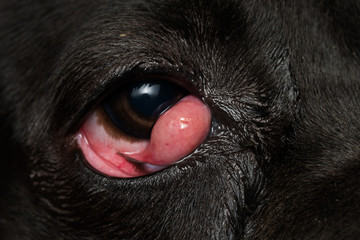 close-up photo of a black dog with cherry eye, cane corso dog breed