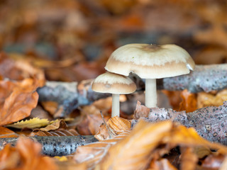 Brown Fungi on Woodland Floor