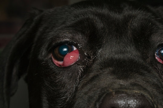 close-up photo of a black dog with cherry eye, cane corso dog breed
