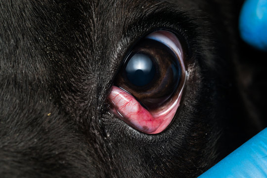 close-up photo of a black dog with cherry eye, cane corso dog breed