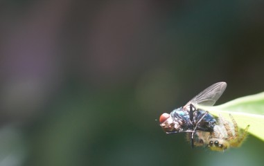 fly on a leaf