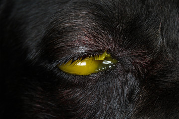 close-up photo of a dog eye with antibiotic and antiinflammatory cream after cherry eye surgery