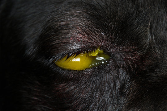 close-up photo of a dog eye with antibiotic and antiinflammatory cream after cherry eye surgery