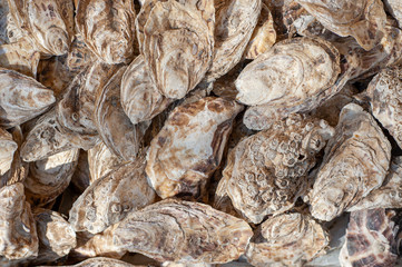 Sea oysters shell background texture. Seafood.