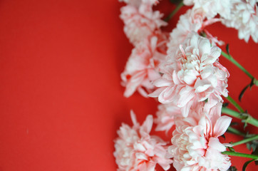 beautiful white pink aster flowers on a red background. greeting card. view from above. save space. Abstract background of flowers. Close-up.