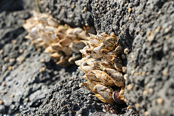 거북손  barnacle 갑각류