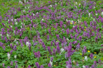 Obraz premium hohler lerchensporn (corydalis cava)