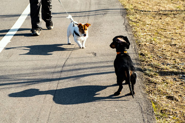 Two little dogs on walks with their owners, white jack russell terrier with brown spots and black dachshund with red collar in park, play, jump, sniff, playfully bite each other, flirt. Dogs in motion