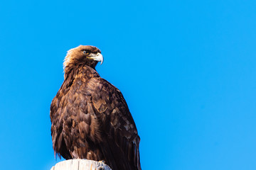 Golden Eagle 