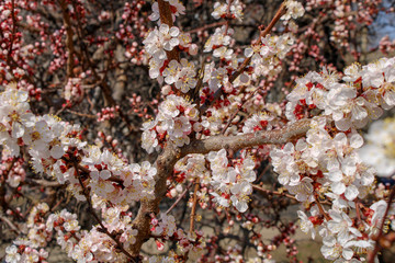 Healing cherries in full bloom in all its beauty.